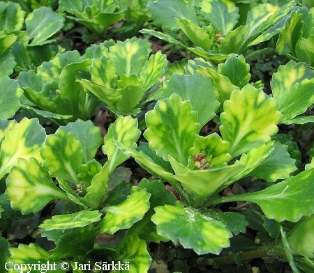 Saxifraga x urbium 'Aureopunctata', posliinirikko